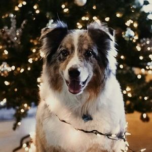 Meet your Posher, Clara